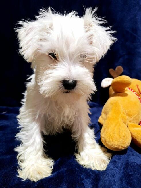 Sznaucer miniaturowy pieprz i sól