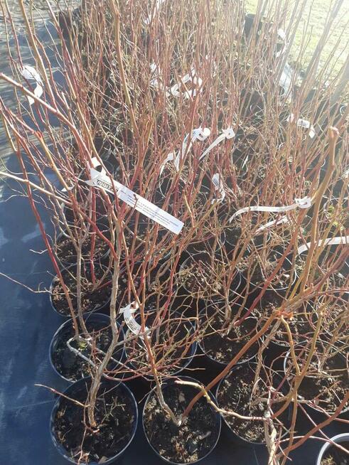 Borówka Amerykańska (sadzonki 2/3/4-letnie)