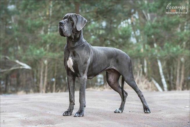 Dog niemiecki błękitna sunia wybitny rodowód ZKWP FCI