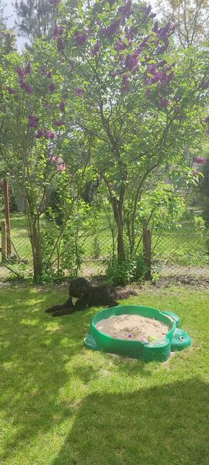 Ogród działkowy, 250m2, ROD Odpoczynek