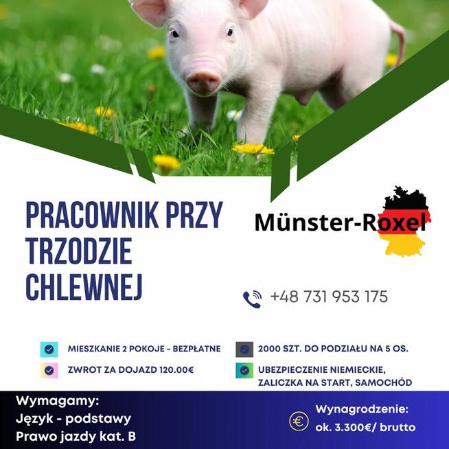 Praca przy trzodzie chlewnej