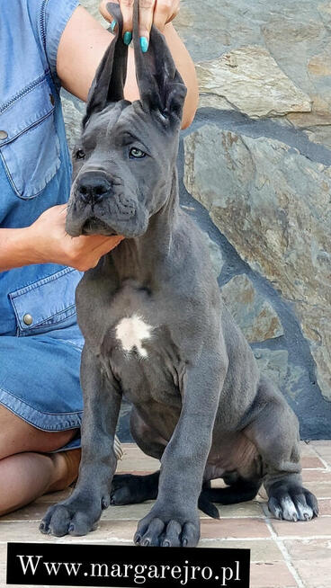 Dog niemiecki błękitna sunia wybitny rodowód ZKWP FCI