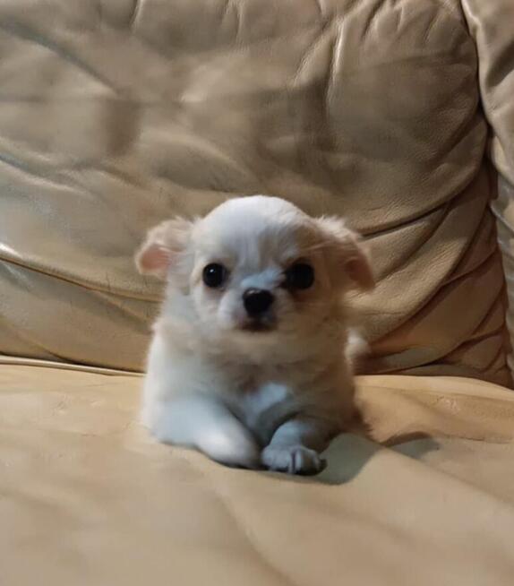 Chihuahua piękna sunia rodowód ZKWP