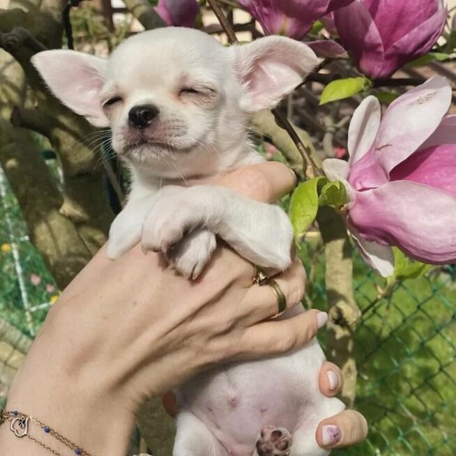 Chihuahua piesek krótkowłosy ZKWP FCI