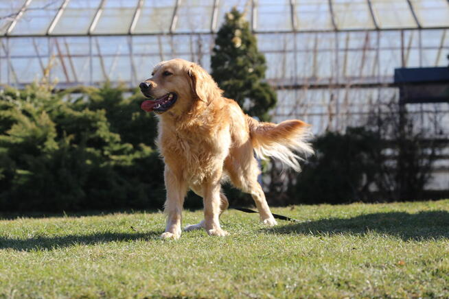 Golden Retriever pies dorosły