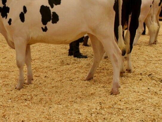 Zatrudnimy menadżera/kę z branży żywienia i hodowli zwierząt