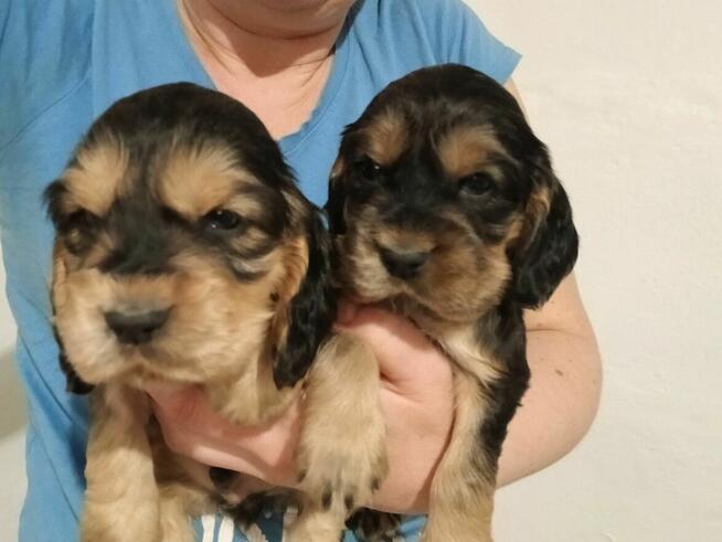 Cocker Spaniel Angielski Szczeniak