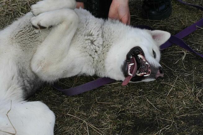 Młoda aktywna suczka Abi