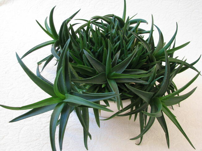 Aloes piękna tryskająca zielenią roślinka właśc. lezniczycze