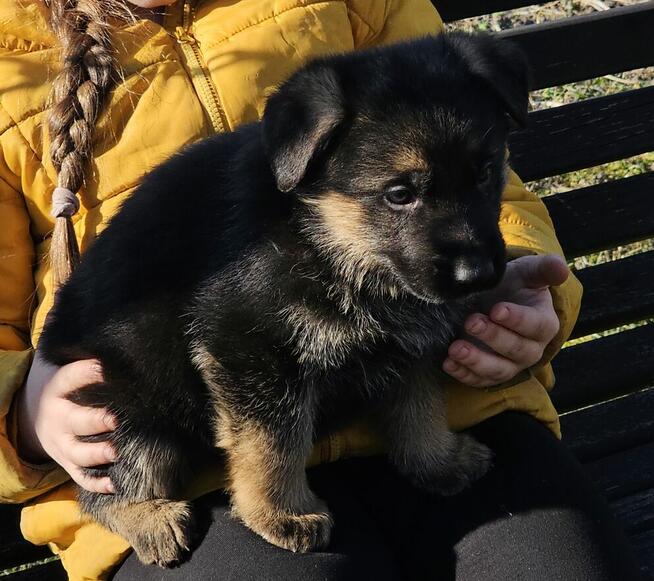 Owczarek niemiecki krótkowłosy