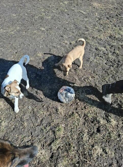 Blagam o dom na Cito dla 2 okolo 3/4 mcz. szczeniaków Monik