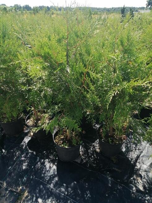 Tuje żywopłotowe sprzedam