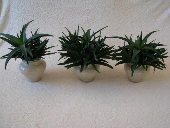 Aloes piękna tryskająca zielenią roślinka właśc. lezniczycze