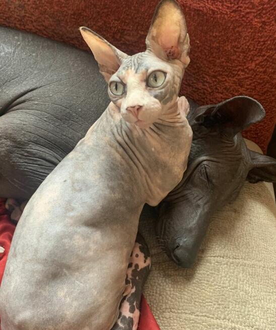 Sphynx • Sfinks Likwidacja hodowli dorosle Kotełki Wwa (PL )