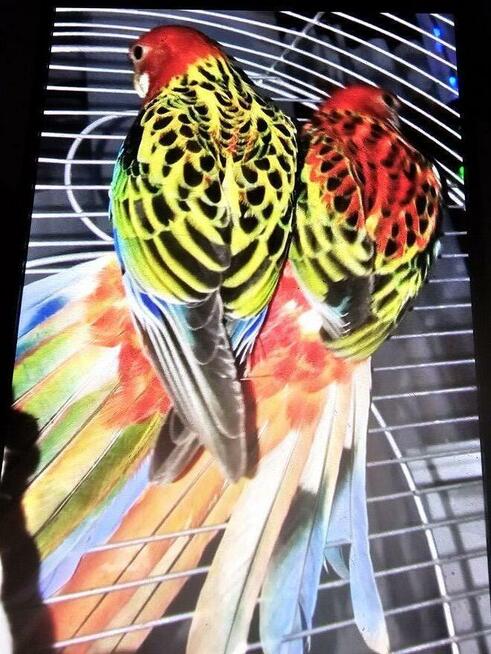 Sprzedam papugi