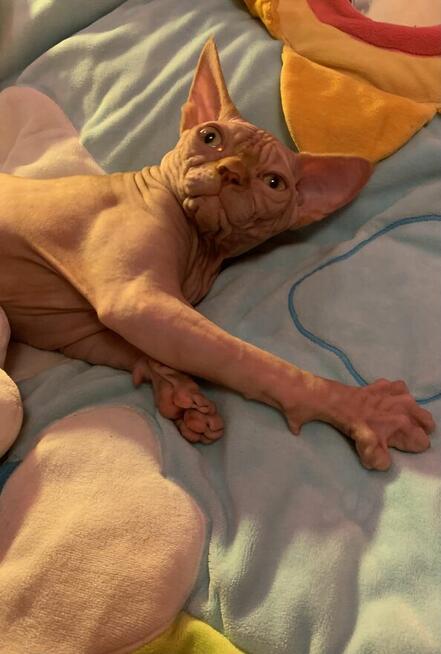 Sphynx • Sfinks Likwidacja hodowli dorosle Kotełki Wwa (PL )