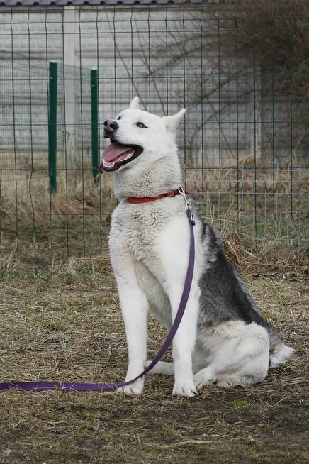 Młoda aktywna suczka Abi