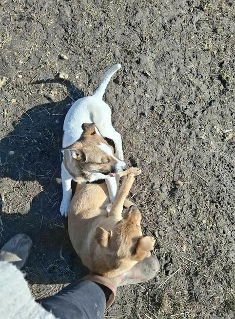 Blagam o dom na Cito dla 2 okolo 3/4 mcz. szczeniaków Monik