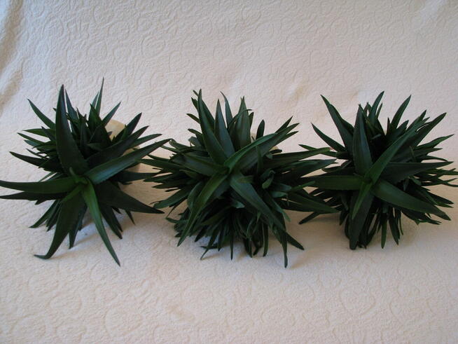 Aloes piękna tryskająca zielenią roślinka właśc. lezniczycze