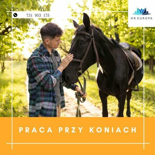 Praca w Niemczech przy koniach