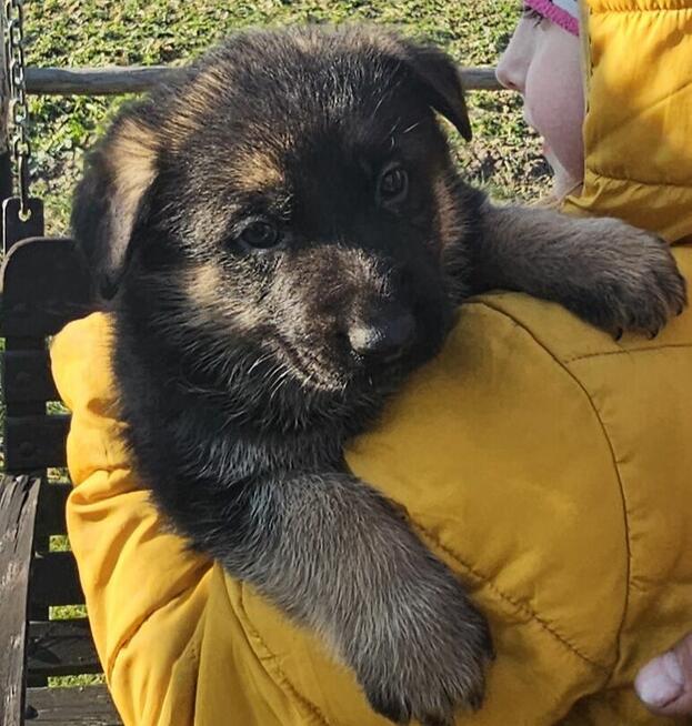 Owczarek niemiecki krótkowłosy