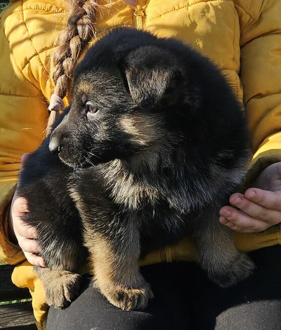 Owczarek niemiecki krótkowłosy