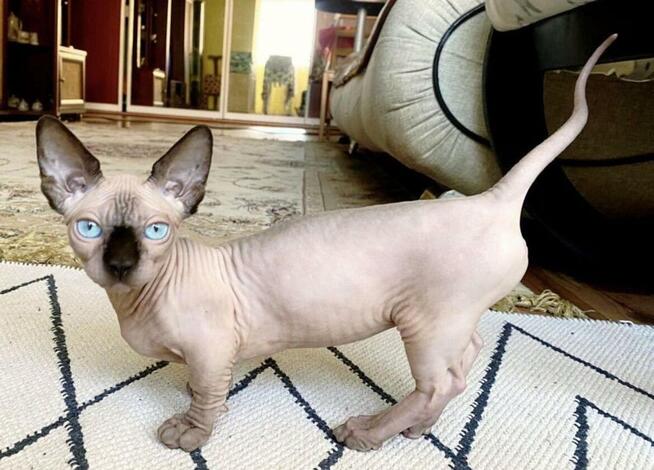 Fanta n32 • Bambino • Krótkonoga dziewczynka jedyna taka