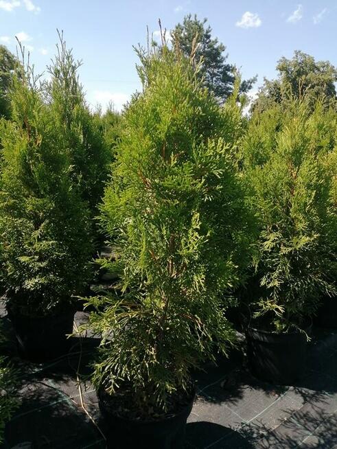 Tuje żywopłotowe sprzedam