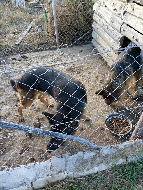 Pies owczarek za darmo