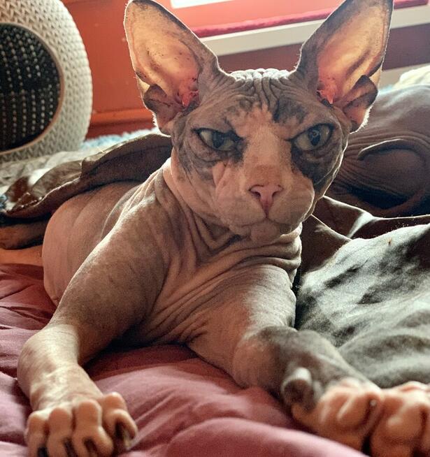 Sphynx • Sfinks Likwidacja hodowli dorosle Kotełki Wwa (PL )