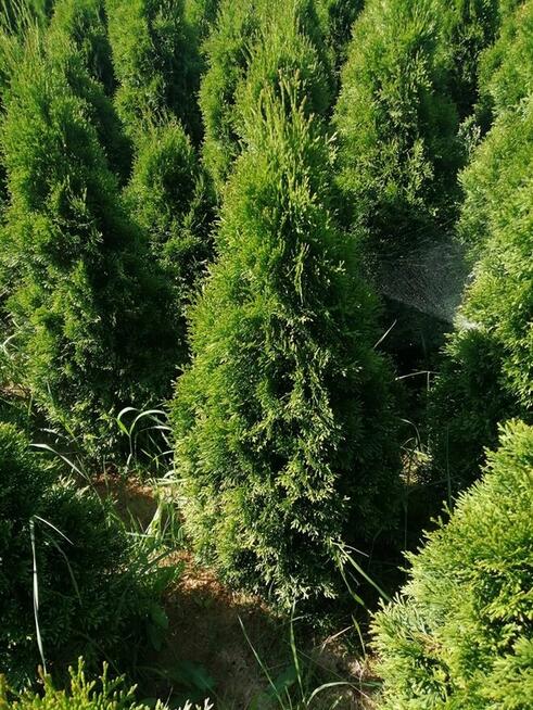 Tuje żywopłotowe sprzedam