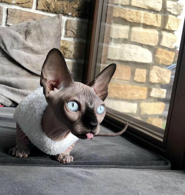 Fanta n32 • Bambino • Krótkonoga dziewczynka jedyna taka