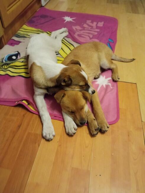 Blagam o dom na Cito dla 2 okolo 3/4 mcz. szczeniaków Monik