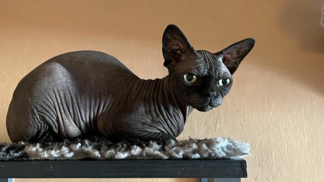 Sphynx • Sfinks Likwidacja hodowli dorosle Kotełki Wwa (PL )