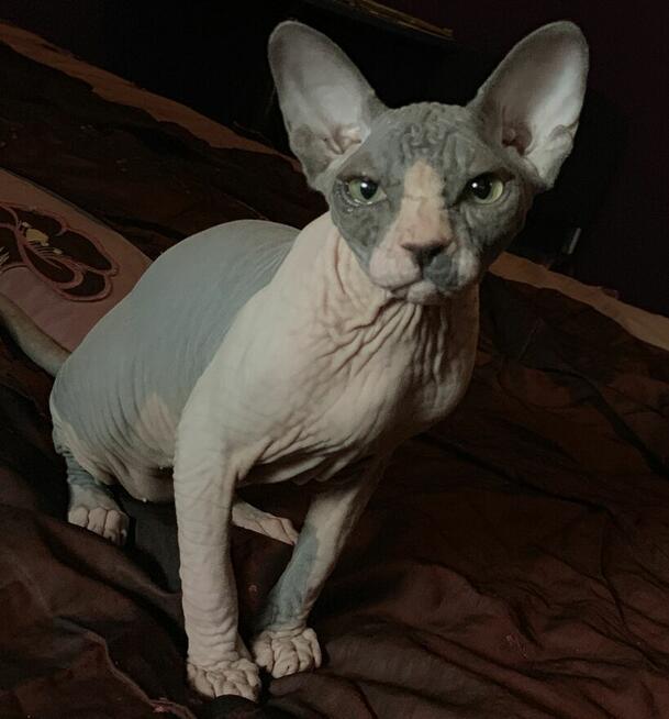 Sphynx • Sfinks Likwidacja hodowli dorosle Kotełki Wwa (PL )