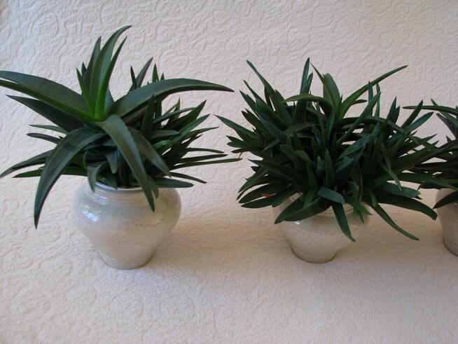 Aloes piękna tryskająca zielenią roślinka właśc. lezniczycze