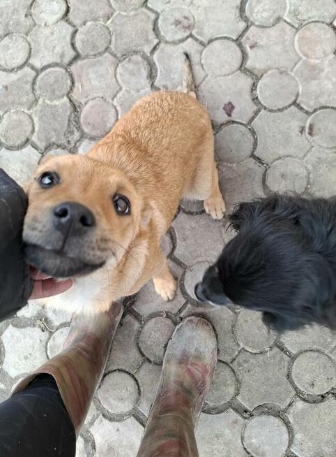 Blagam o dom na Cito dla 2 okolo 3/4 mcz. szczeniaków Monik