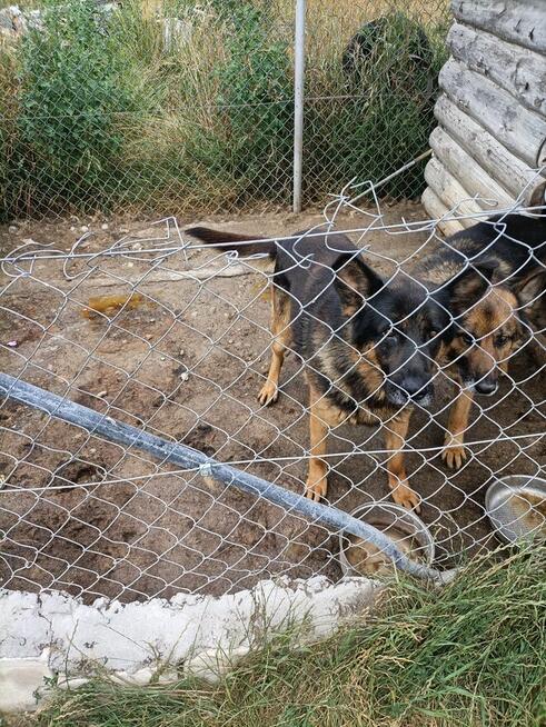 Pies owczarek za darmo