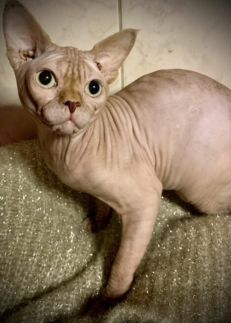 Sphynx • Sfinks Likwidacja hodowli dorosle Kotełki Wwa (PL )