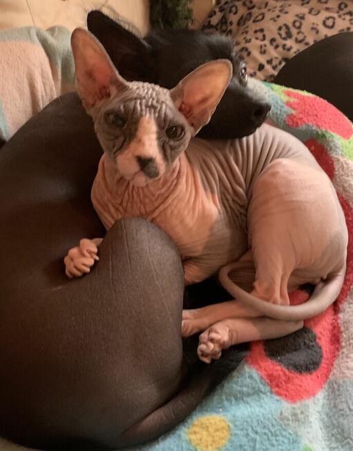 Sphynx • Sfinks Likwidacja hodowli dorosle Kotełki Wwa (PL )