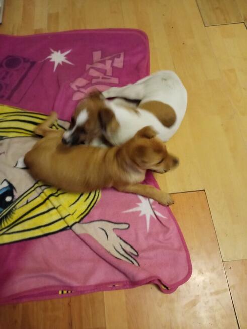 Blagam o dom na Cito dla 2 okolo 3/4 mcz. szczeniaków Monik