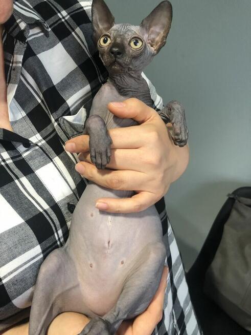 Sphynx • Sfinks Likwidacja hodowli dorosle Kotełki Wwa (PL )