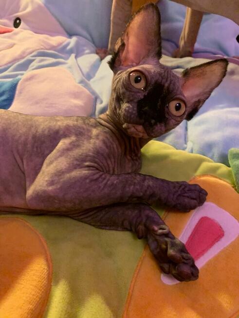 Sphynx • Sfinks Likwidacja hodowli dorosle Kotełki Wwa (PL )