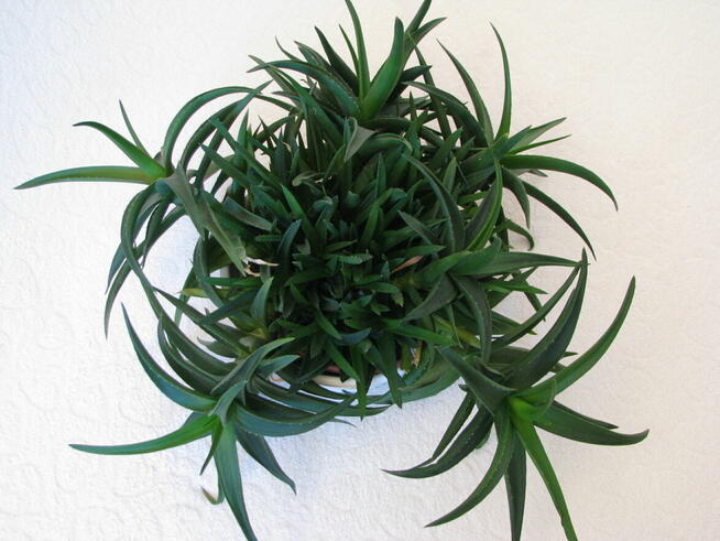 Aloes piękna tryskająca zielenią roślinka właśc. lezniczycze