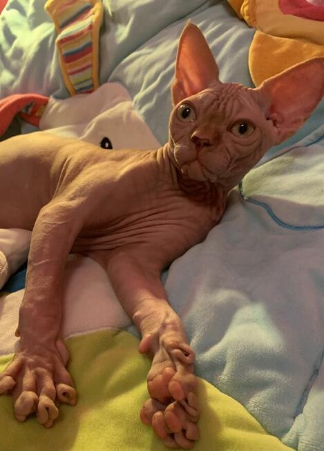 Sphynx • Sfinks Likwidacja hodowli dorosle Kotełki Wwa (PL )