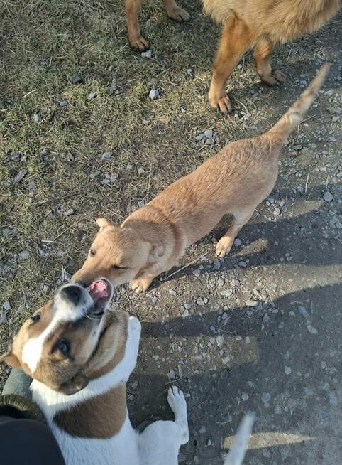 Blagam o dom na Cito dla 2 okolo 3/4 mcz. szczeniaków Monik