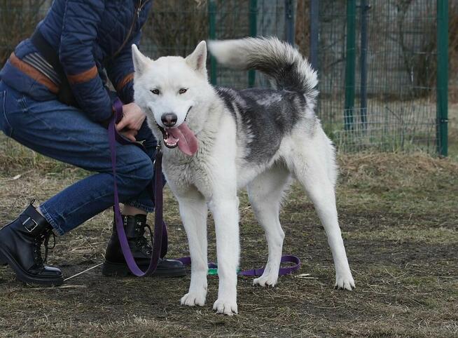 Młoda aktywna suczka Abi