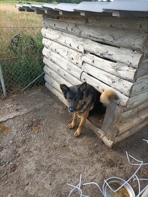 Pies owczarek za darmo