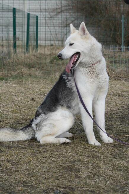 Młoda aktywna suczka Abi