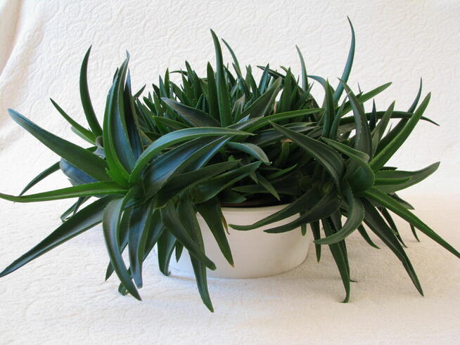 Aloes piękna tryskająca zielenią roślinka właśc. lezniczycze